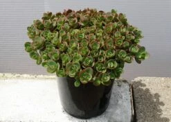 Hylotelephium 'Lime Zinger' (PBR) (SunSparkler Series) -plant store pl2000023004 card4 lg