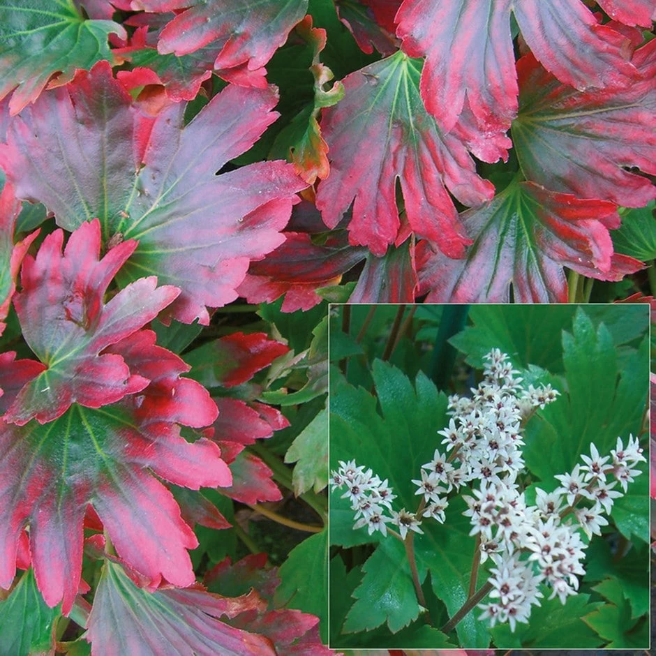 Mukdenia Rossii 'Karasuba' 3 Mukdenia Rossii 'Karasuba'