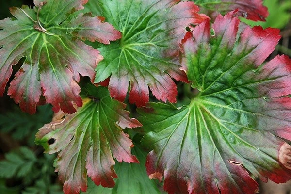 Mukdenia Rossii 'Karasuba' 4 Mukdenia Rossii 'Karasuba' - Image 2