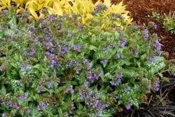 Pulmonaria 'Trevi Fountain' -plant store pl2000023467 card3 lg