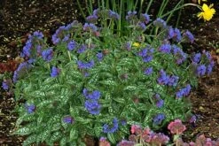 Pulmonaria 'Trevi Fountain' -plant store pl2000023467 card4 lg