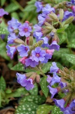 Pulmonaria 'Trevi Fountain' -plant store pl2000023467 card5 lg