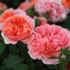 Rosa Duchess Of Cornwall ('Tan97157') -plant store pl2000023586