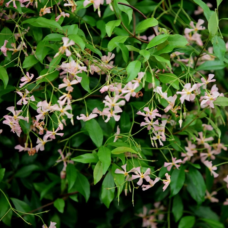 Trachelospermum Asiaticum 'Pink Showers' 3 Trachelospermum Asiaticum 'Pink Showers'