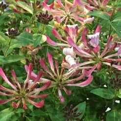Lonicera Periclymenum 'Strawberries And Cream' ® -plant store pl2000023628 card2 lg