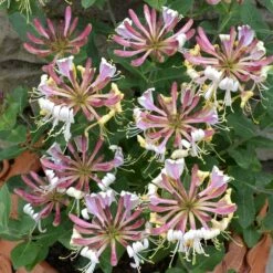 Lonicera Periclymenum 'Strawberries And Cream' ® -plant store pl2000023628 card3 lg