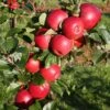 Apple 'Red Windsor' 1 Apple 'Red Windsor' -plant store pl2000023639