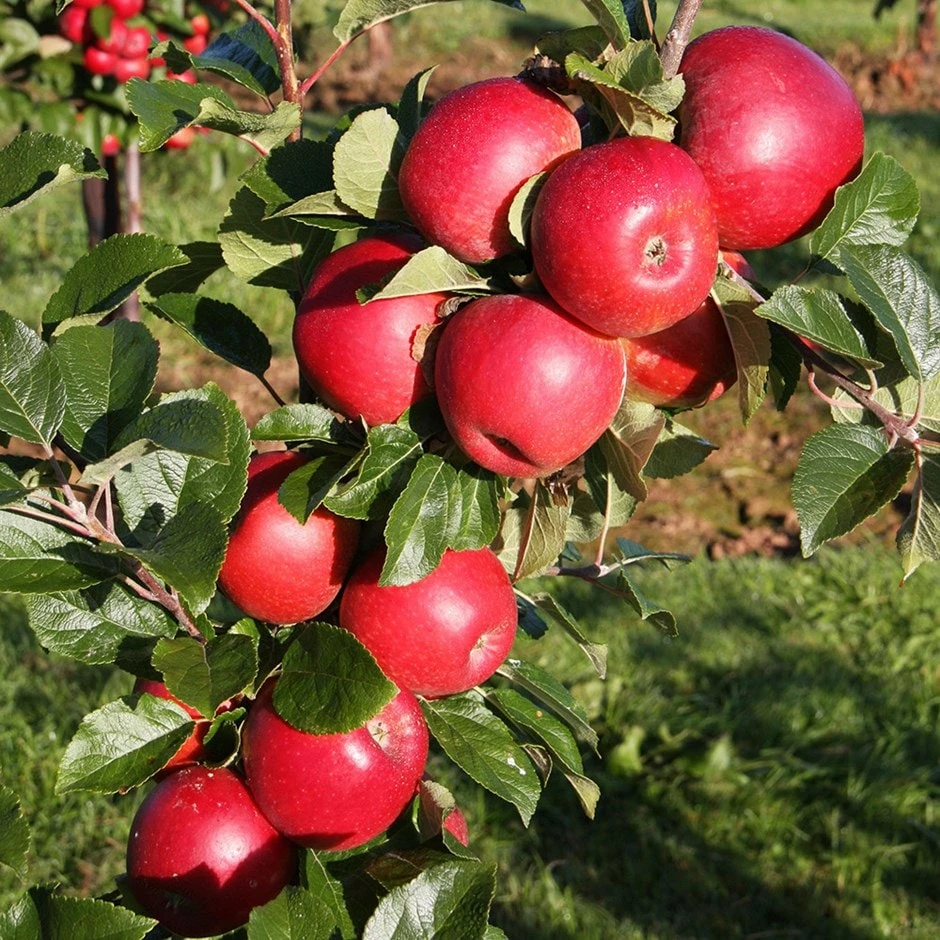 Apple 'Red Windsor' 3 Apple 'Red Windsor'
