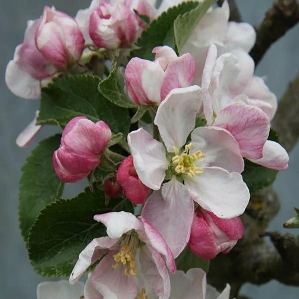 Apple 'Red Windsor' 4 Apple 'Red Windsor' - Image 2