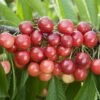 Cherry 'Sweetheart' -plant store pl2000023644
