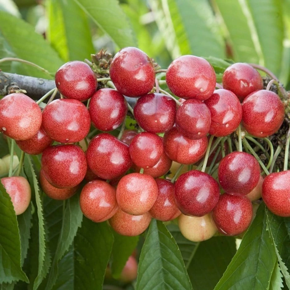 Cherry 'Sweetheart' 3 Cherry 'Sweetheart'