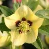 Helleborus × Hybridus Harvington Yellow With Dark Eye 2 Helleborus × Hybridus Harvington Yellow With Dark Eye -plant store pl2000023660