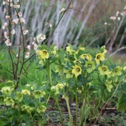 Helleborus × Hybridus Harvington Yellow With Dark Eye -plant store pl2000023660 card3 lg