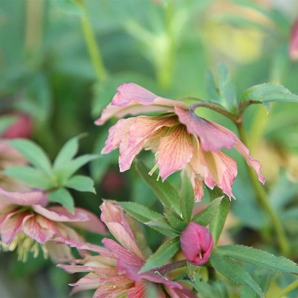 Helleborus × Hybridus Harvington Double Apricot 4 Helleborus × Hybridus Harvington Double Apricot - Image 2