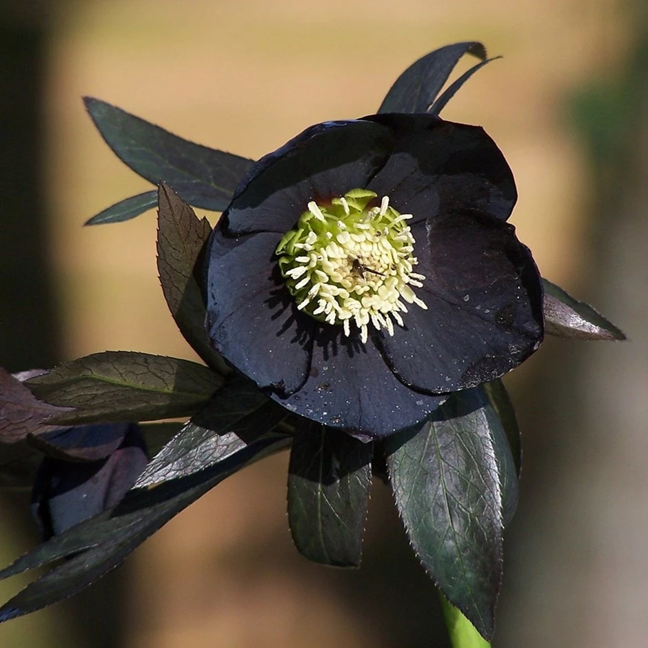 Helleborus × Hybridus Harvington Black 3 Helleborus × Hybridus Harvington Black