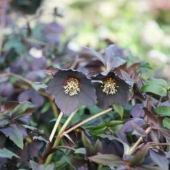Helleborus × Hybridus Harvington Black 5 Helleborus × Hybridus Harvington Black -plant store pl2000023662 card2 lg