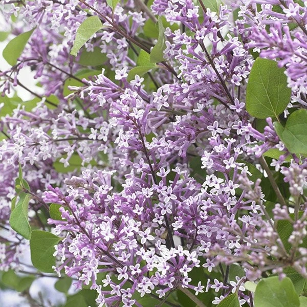 Syringa Meyeri Flowerfesta Purple ('Anny200809') (PBR)(Flowerfesta Series) 4 Syringa Meyeri Flowerfesta Purple ('Anny200809') (PBR)(Flowerfesta Series) - Image 2