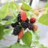 Dwarf Mulberry Mojo Berry ('Matsunaga') (PBR) 2 Dwarf Mulberry Mojo Berry ('Matsunaga') (PBR) -plant store pl2000023873