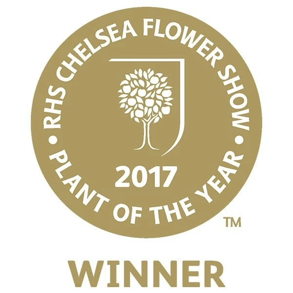 Dwarf Mulberry Mojo Berry ('Matsunaga') (PBR) 4 Dwarf Mulberry Mojo Berry ('Matsunaga') (PBR) - Image 2