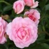 Rosa Happy Retirement ('Tantoras') (PBR) -plant store pl2000023897