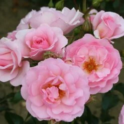 Rosa Happy Retirement ('Tantoras') (PBR) -plant store pl2000023897 card2 lg