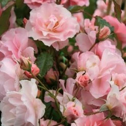 Rosa Happy Retirement ('Tantoras') (PBR) -plant store pl2000023897 card3 lg
