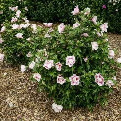 Hibiscus Syriacus Starburst Chiffon ('Rwoods6') (PBR) (Chiffon Series) -plant store pl2000023900 card3 lg
