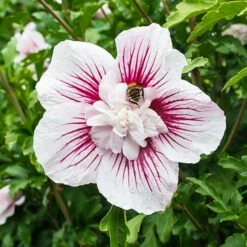 Hibiscus Syriacus Starburst Chiffon ('Rwoods6') (PBR) (Chiffon Series) -plant store pl2000023900 card4 lg
