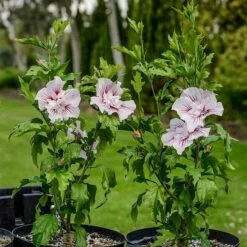 Hibiscus Syriacus Starburst Chiffon ('Rwoods6') (PBR) (Chiffon Series) -plant store pl2000023900 card5 lg