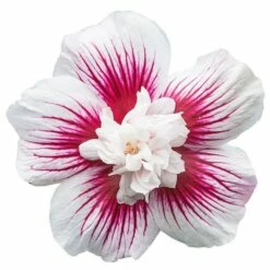 Hibiscus Syriacus Starburst Chiffon ('Rwoods6') (PBR) (Chiffon Series) -plant store pl2000023900 card6 lg