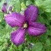 Clematis 'Valour' -plant store pl2000023903