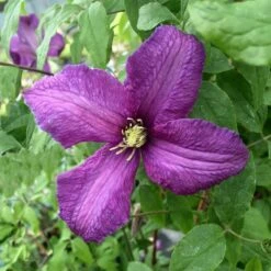 Clematis 'Valour'