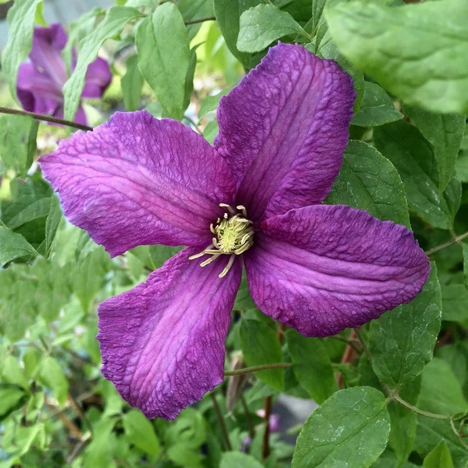 Clematis 'Valour' 3 Clematis 'Valour'