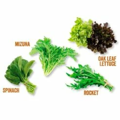 Kitchen Salad Garden Kit 7 Kitchen Salad Garden Kit -plant store pl2000023931 card3 lg