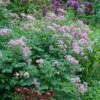 Thalictrum & Astrantia Plant Combination -plant store pl2000024165