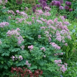 Thalictrum & Astrantia Plant Combination