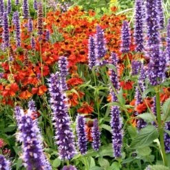 Agastache & Helenium Plant Combination