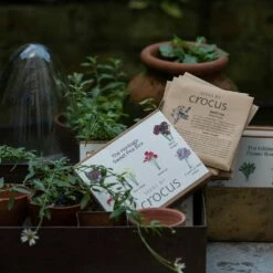 Heritage Sweet Pea Seed Gift Box -plant store pl2000024349 card2 lg