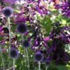 Echinops & Salvia Plant Combination 1 Echinops & Salvia Plant Combination -plant store pl2000024472