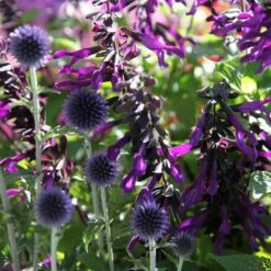 Echinops & Salvia Plant Combination