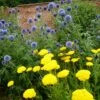 Echinops & Achillea Plant Combination -plant store pl2000024477