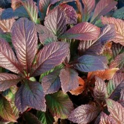 Rodgersia 'Bronze Peacock'