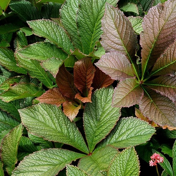 Rodgersia 'Bronze Peacock' 5 Rodgersia 'Bronze Peacock' - Image 3