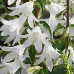 Adenophora Pereskiifolia 'White Blaze'