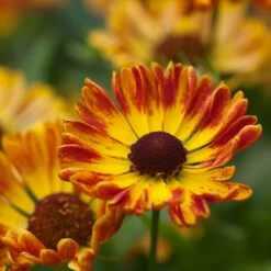 Helenium Autumnale 'Fuego' (PBR) (Mariachi Series)