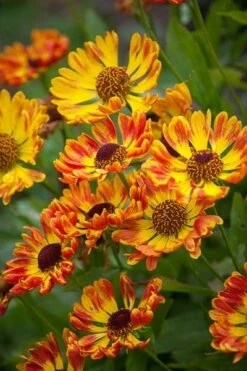 Helenium Autumnale 'Fuego' (PBR) (Mariachi Series) 5 Helenium Autumnale 'Fuego' (PBR) (Mariachi Series) -plant store pl2000024622 card2 lg