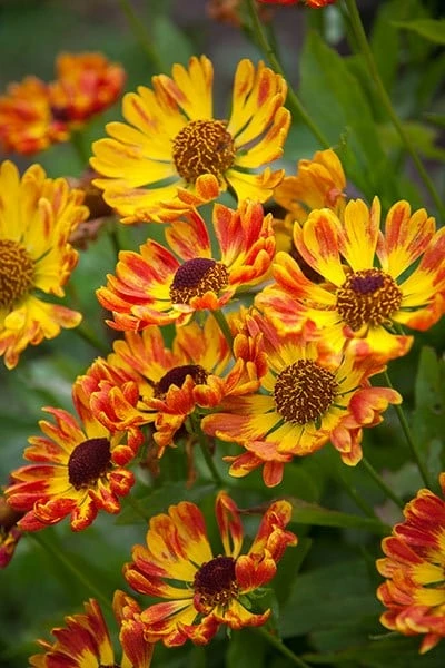 Helenium Autumnale 'Fuego' (PBR) (Mariachi Series) 4 Helenium Autumnale 'Fuego' (PBR) (Mariachi Series) - Image 2