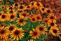 Echinacea 'Flame Thrower' (PBR) -plant store pl2000024662 card3 lg