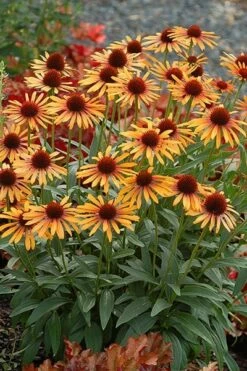Echinacea 'Flame Thrower' (PBR) -plant store pl2000024662 card4 lg