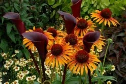 Echinacea 'Flame Thrower' (PBR) -plant store pl2000024662 card5 lg